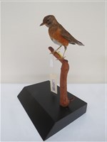 藏品(赤腹鶇)的圖片